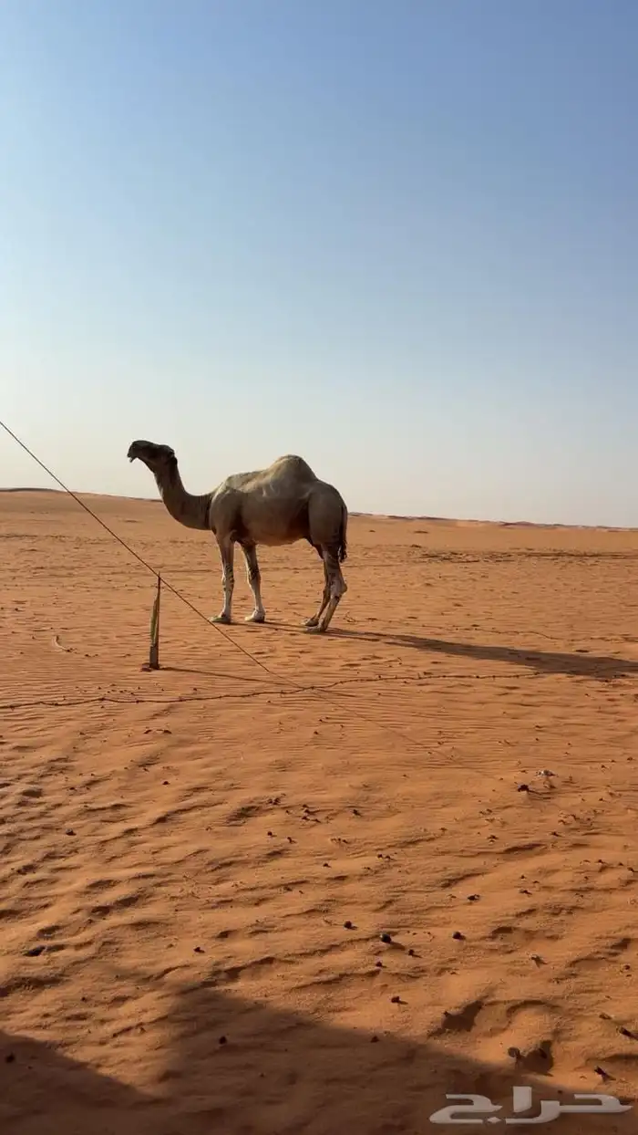 للبيع فحل تمامي 1