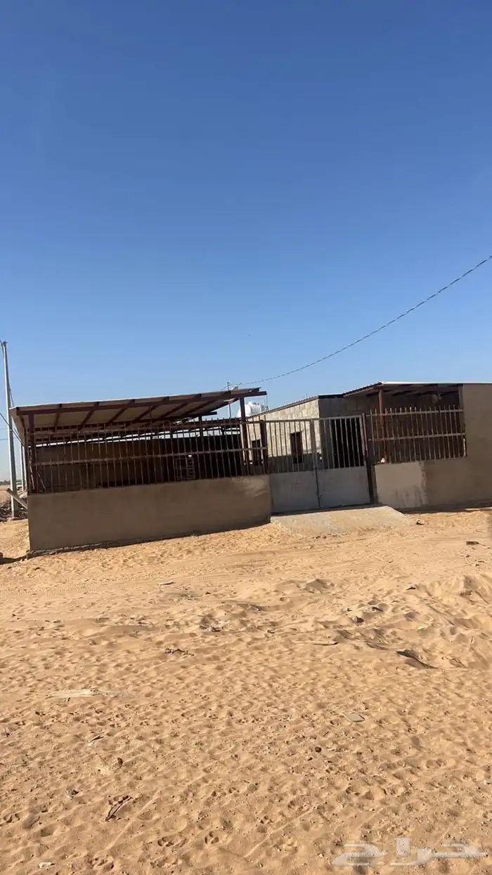 لللبيع شبك غنم جاهز في سوق البل وادي الدواسر 0