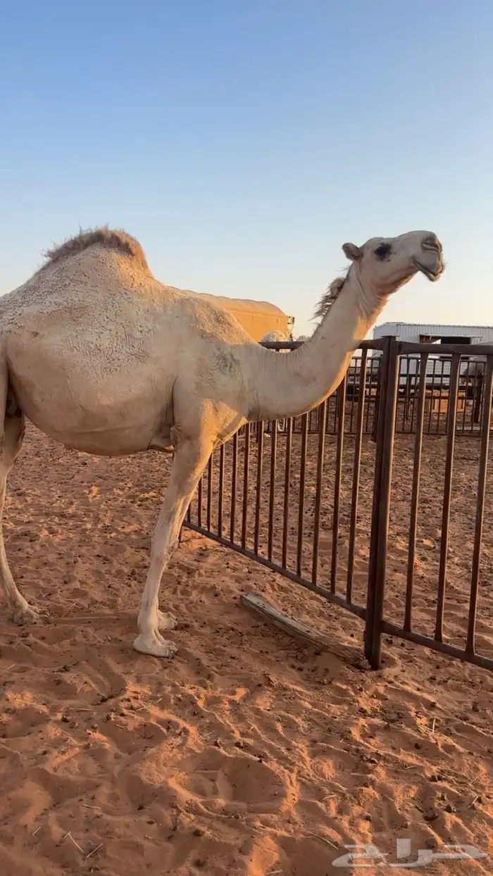 للبيع فحل تمامي 2
