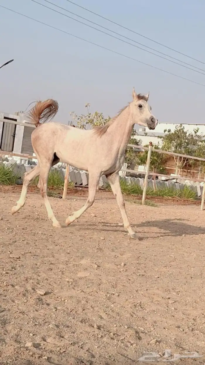 خيل 23