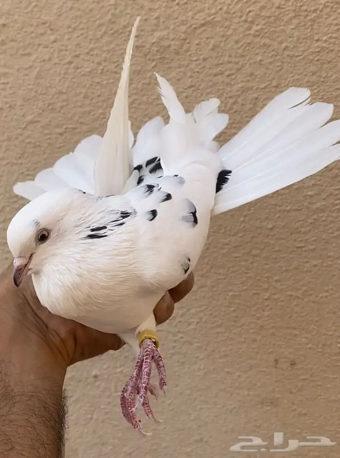 حمام قطايف انثى نمشى مزيونه 6