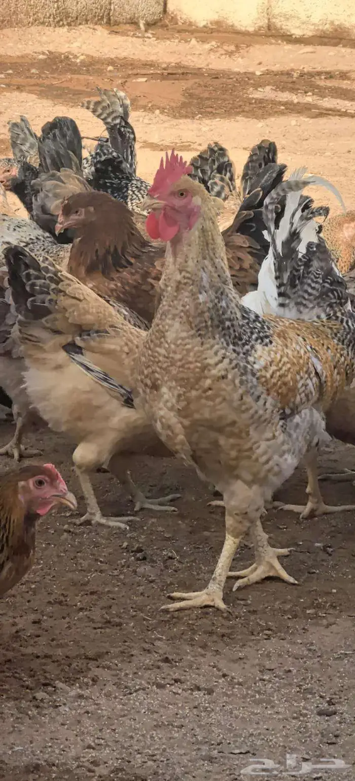 دجاج تركي جروم كبار ماشاء الله 5