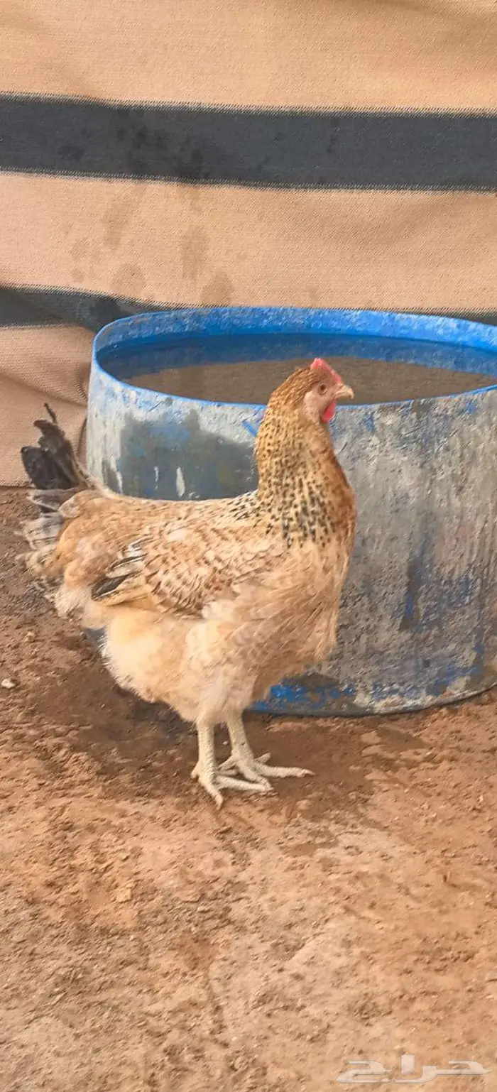 دجاج تركي جروم كبار ماشاء الله 2