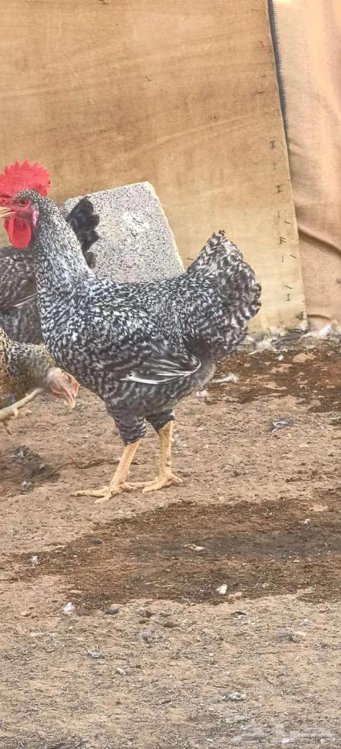 دجاج تركي جروم كبار ماشاء الله 4