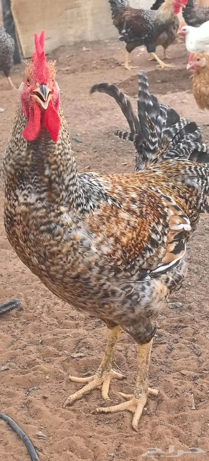 دجاج تركي جروم كبار ماشاء الله 0