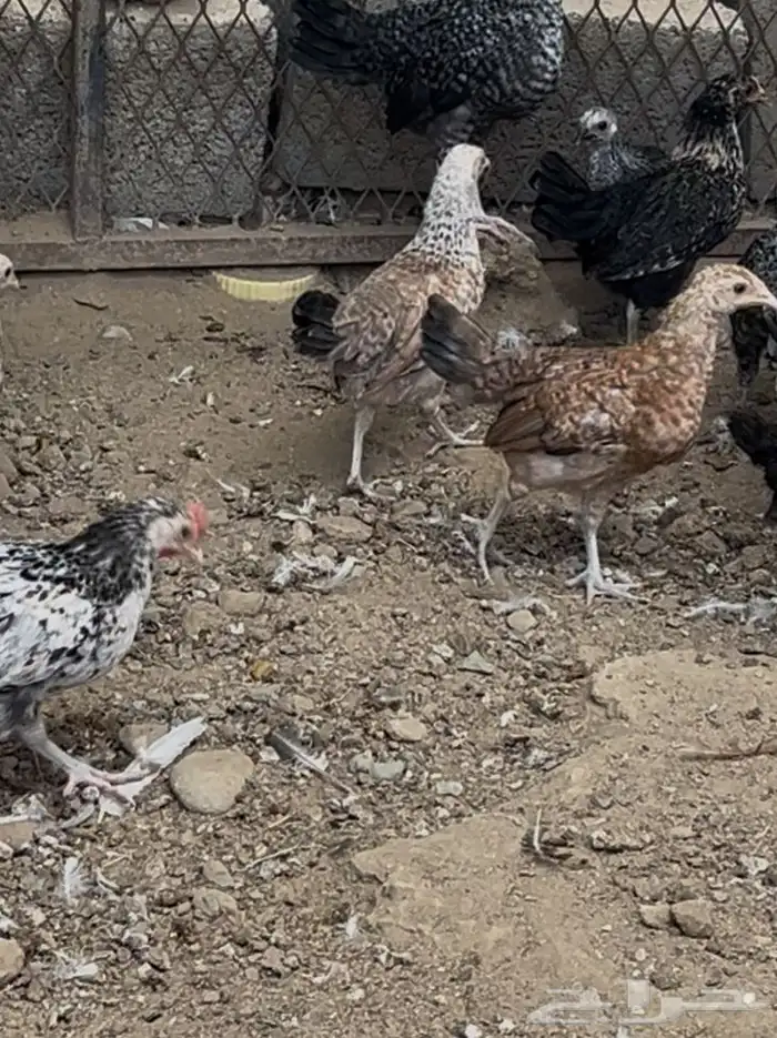 صيصان 0
