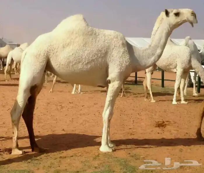 قروب حلال اصيل الجزيرة الرسمي 1