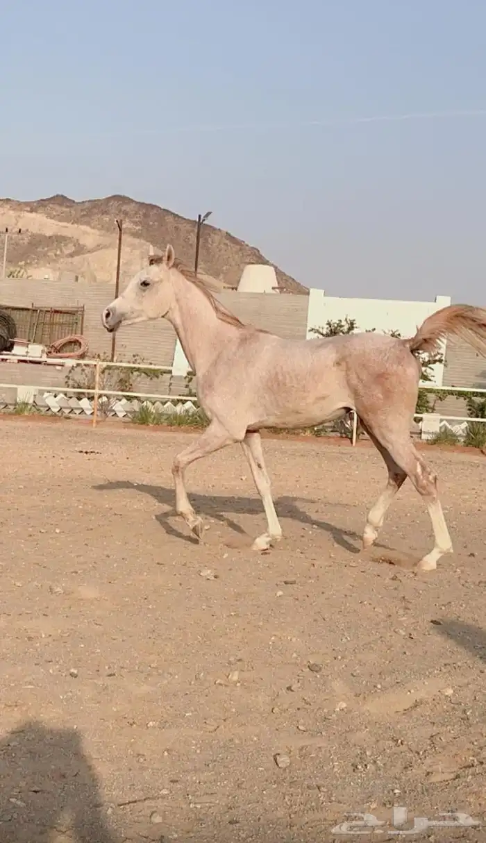 خيل 5