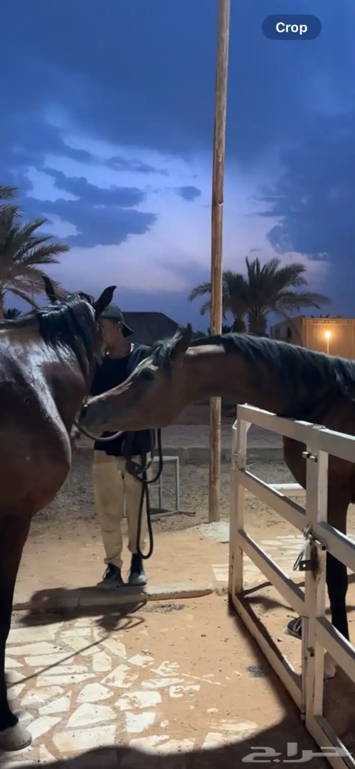 حصان واهو 6