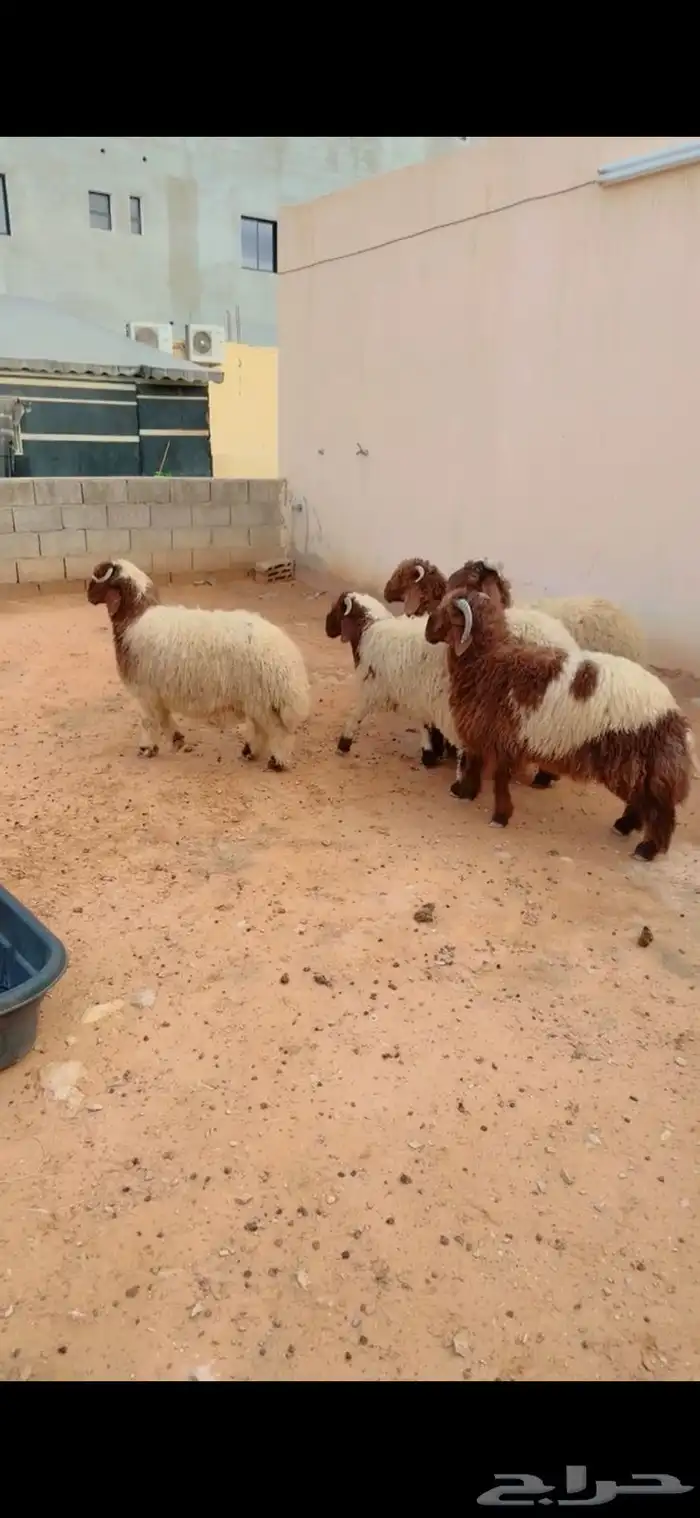 طليان نعيم الريآض حي الشفآء آي مكان نوصل فيه ذبح باقي آثنين 0