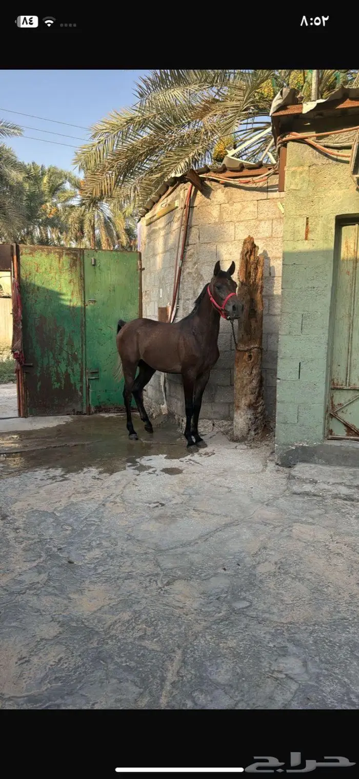 خيل 1