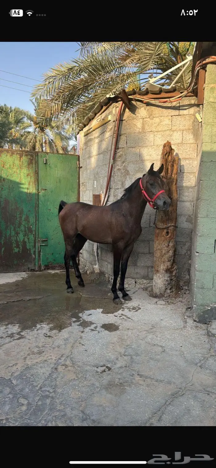 خيل 2