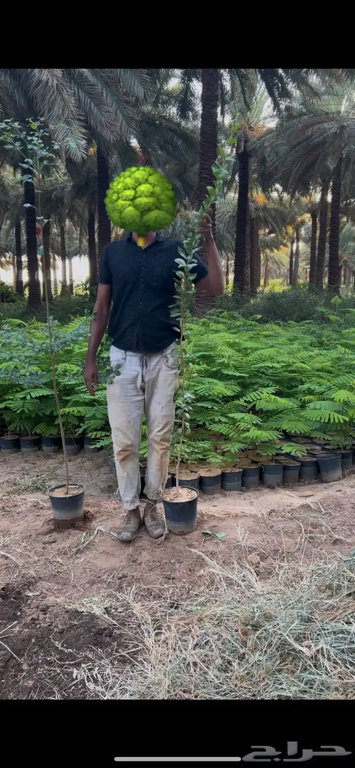 تمر حنا شتلات 0