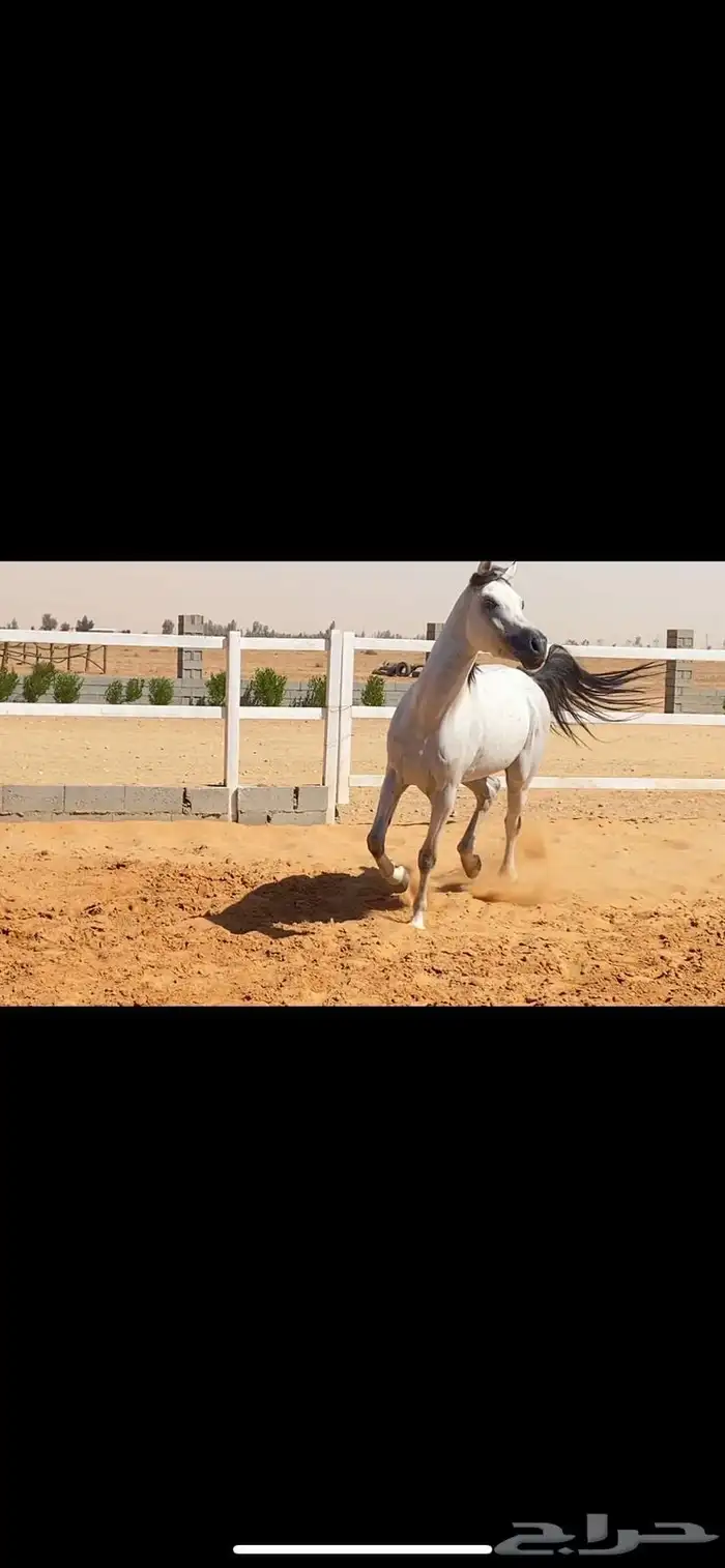 حصان واهو 1