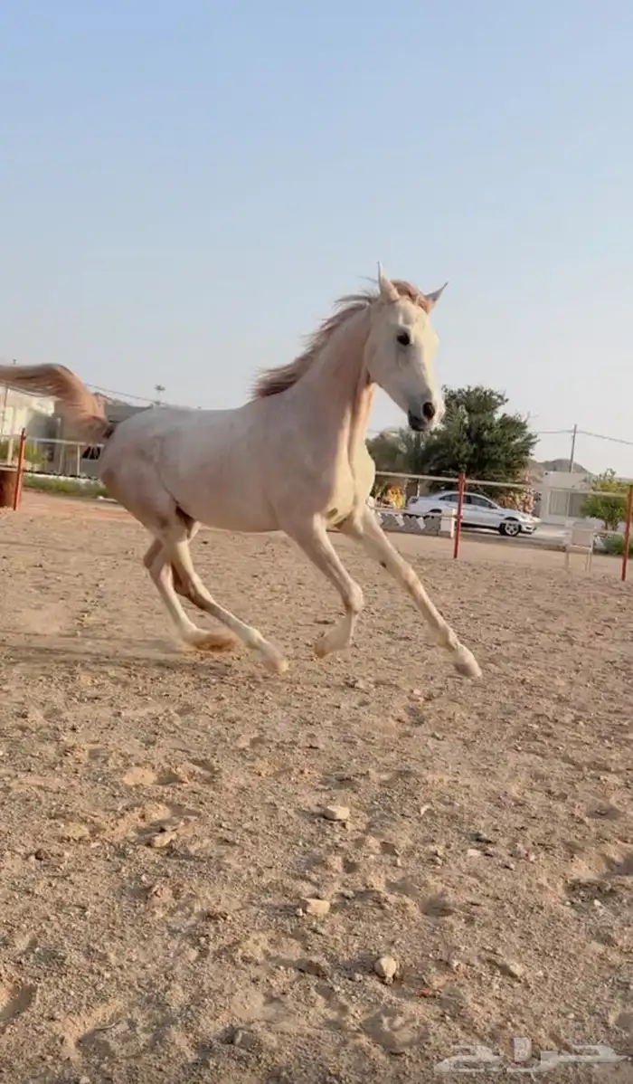 خيل 4
