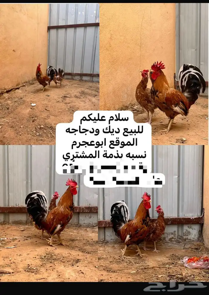 دجاجه وديك 0