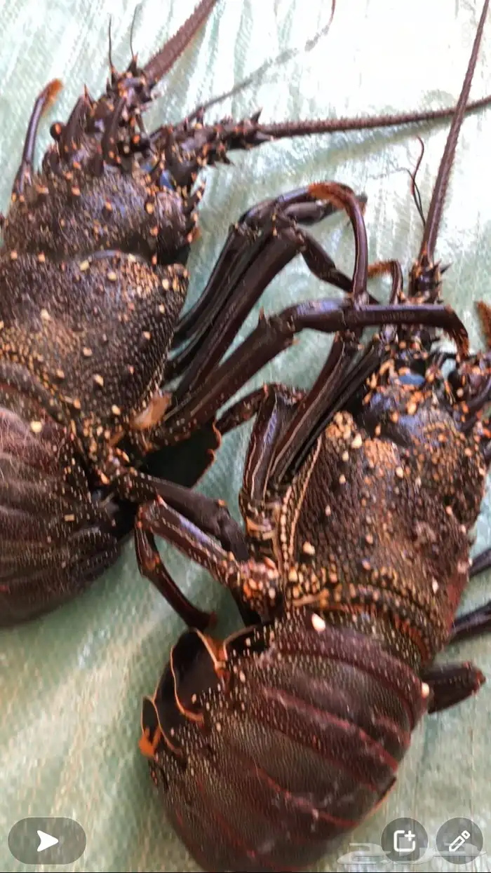 حساب بيع سمك طازه 8