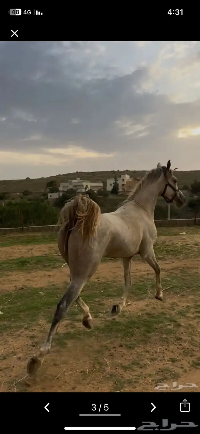 خيل عربيي كفوو كفوو 2