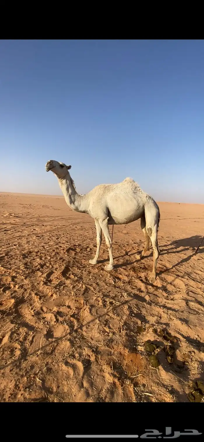 لقحه 0