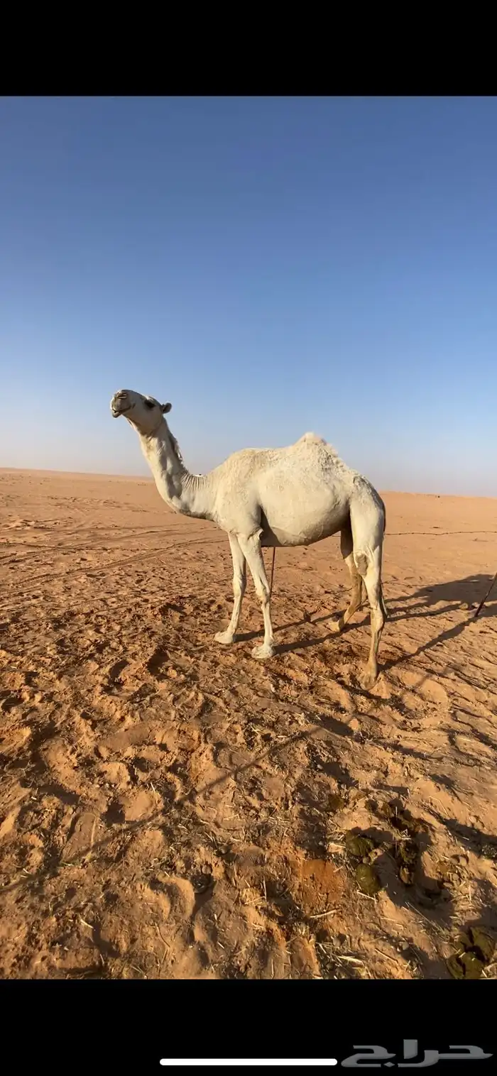 لقحه 1