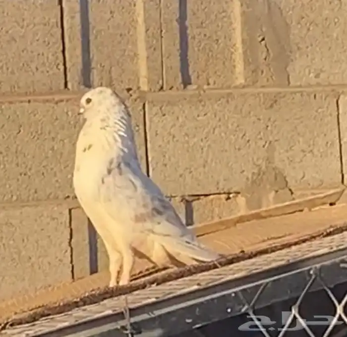 ذكر ذباني 0