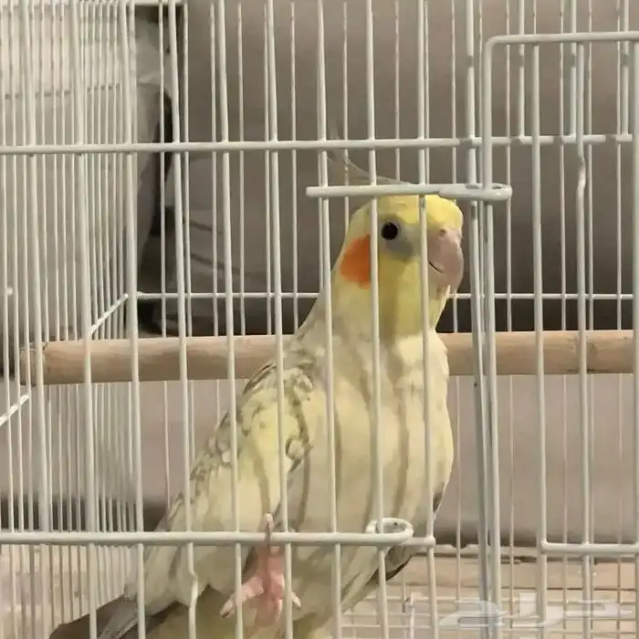 كروان 0