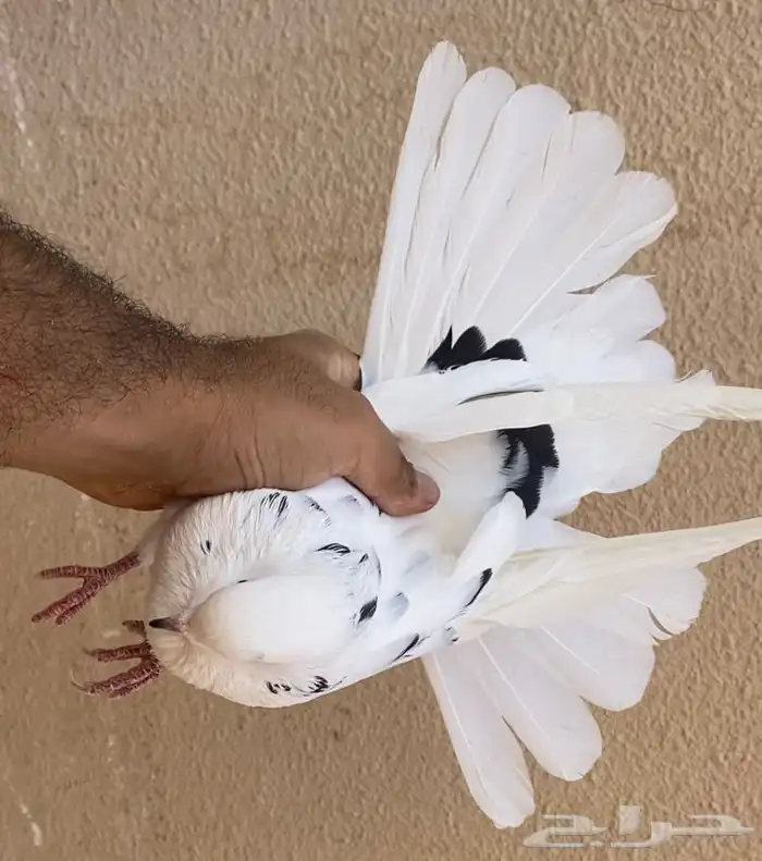 حمام قطايف انثى نمشى مزيونه 2