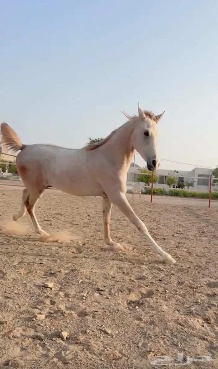 خيل 3