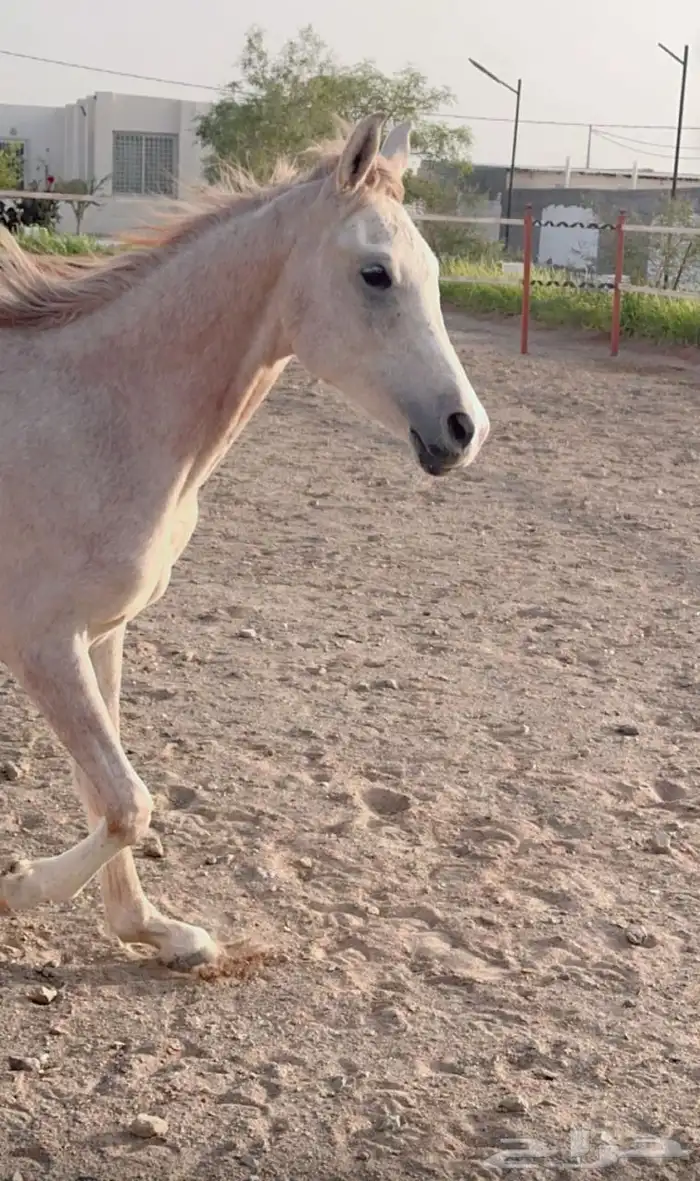 خيل 2