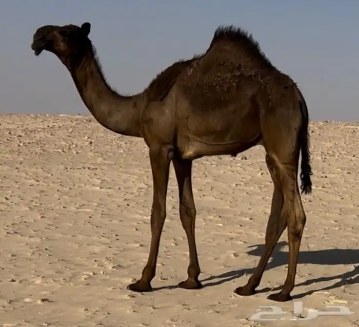 قعود مفرود زيين جدا قعود انتاج مجهم كفو 2