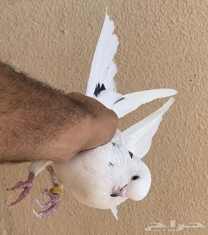 حمام قطايف انثى نمشى مزيونه 7