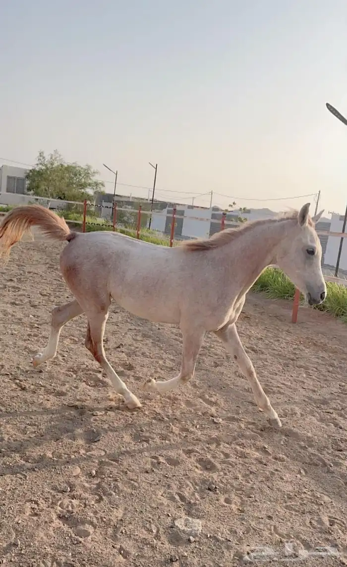 خيل 15
