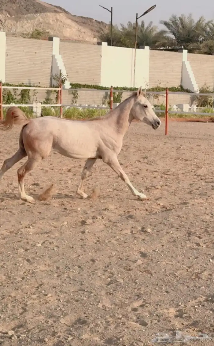 خيل 8