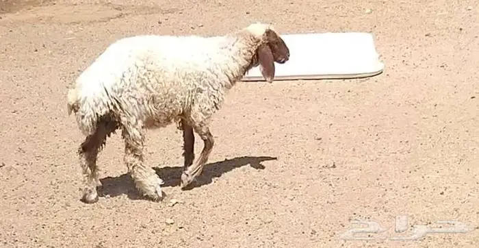 رخله سمين 14