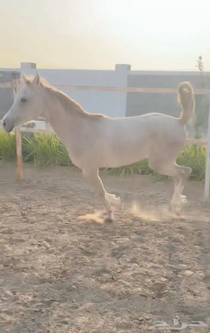 خيل 6
