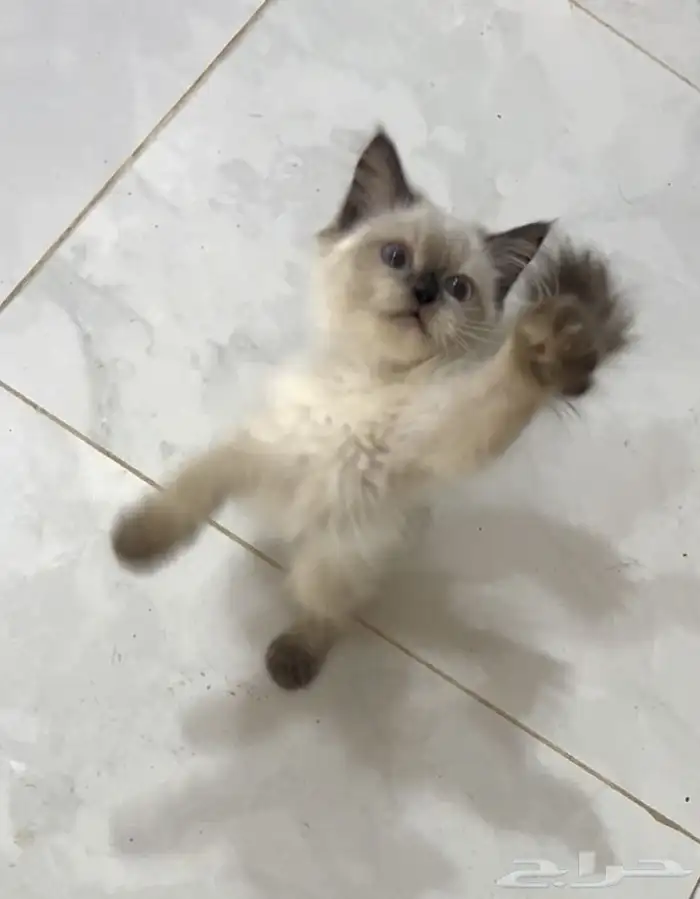 قطو شيرازي هيملايا للبيع 2