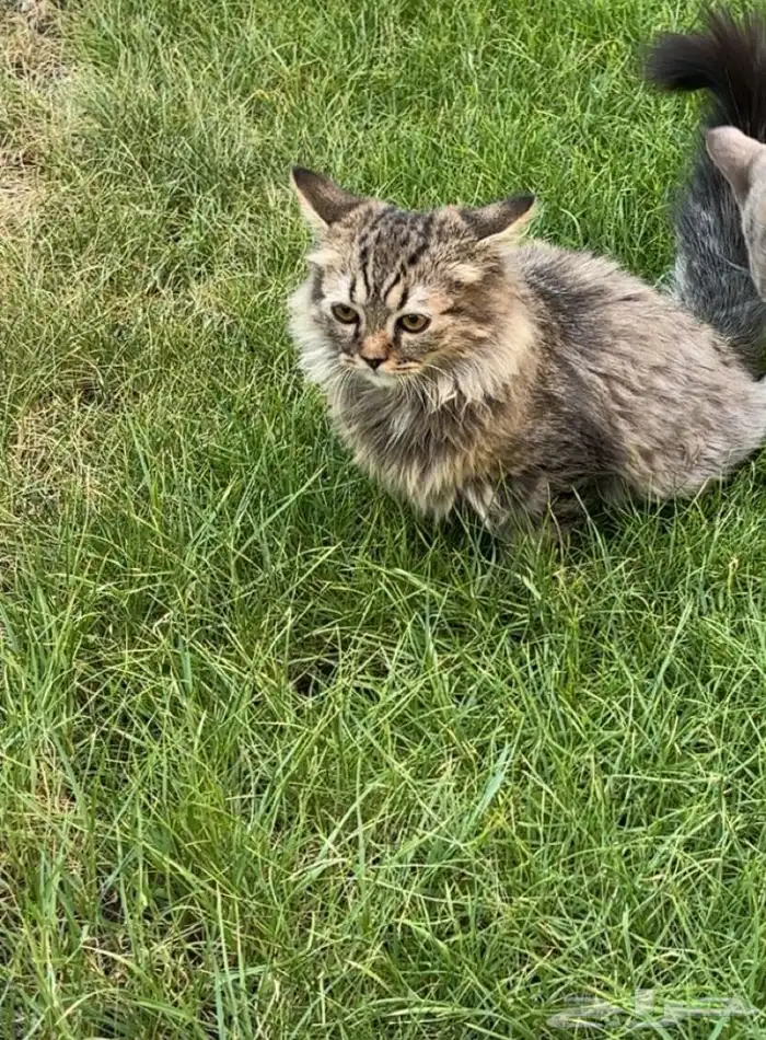 قطط 1