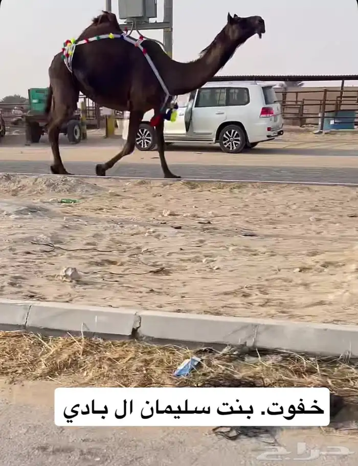 بنت سليمان ال بادي خفوت 0