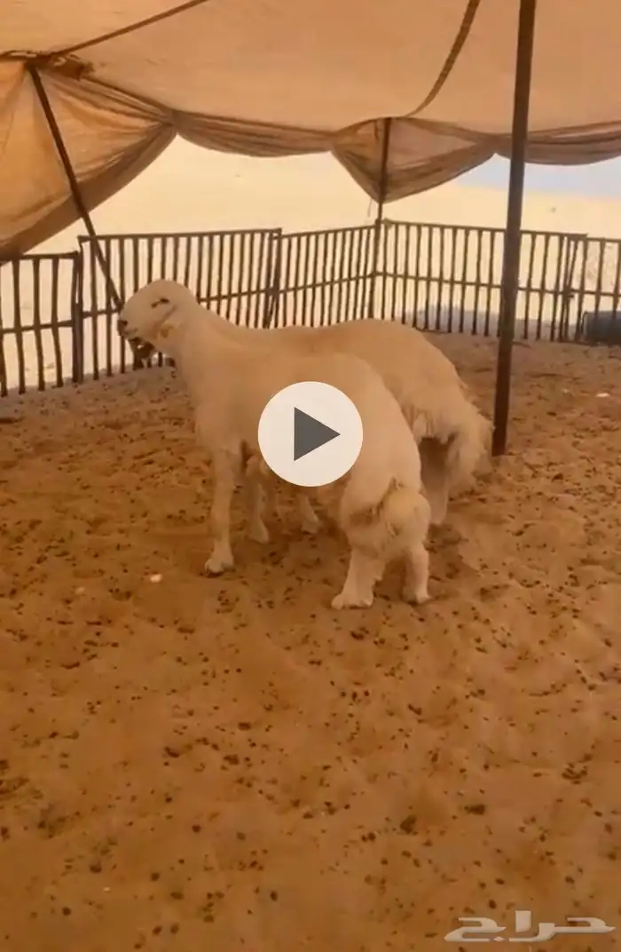 جذعان صنف وا حده مشروط والثاني يتعلم خرفان طيبه 0