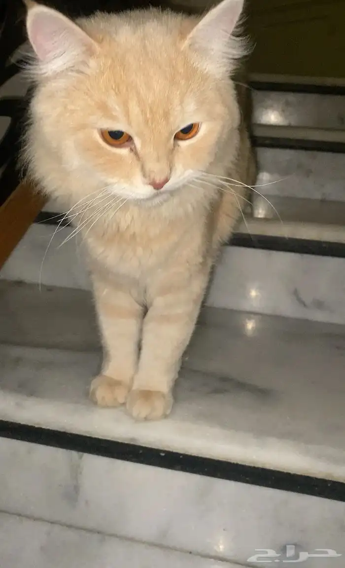 قطوه 1