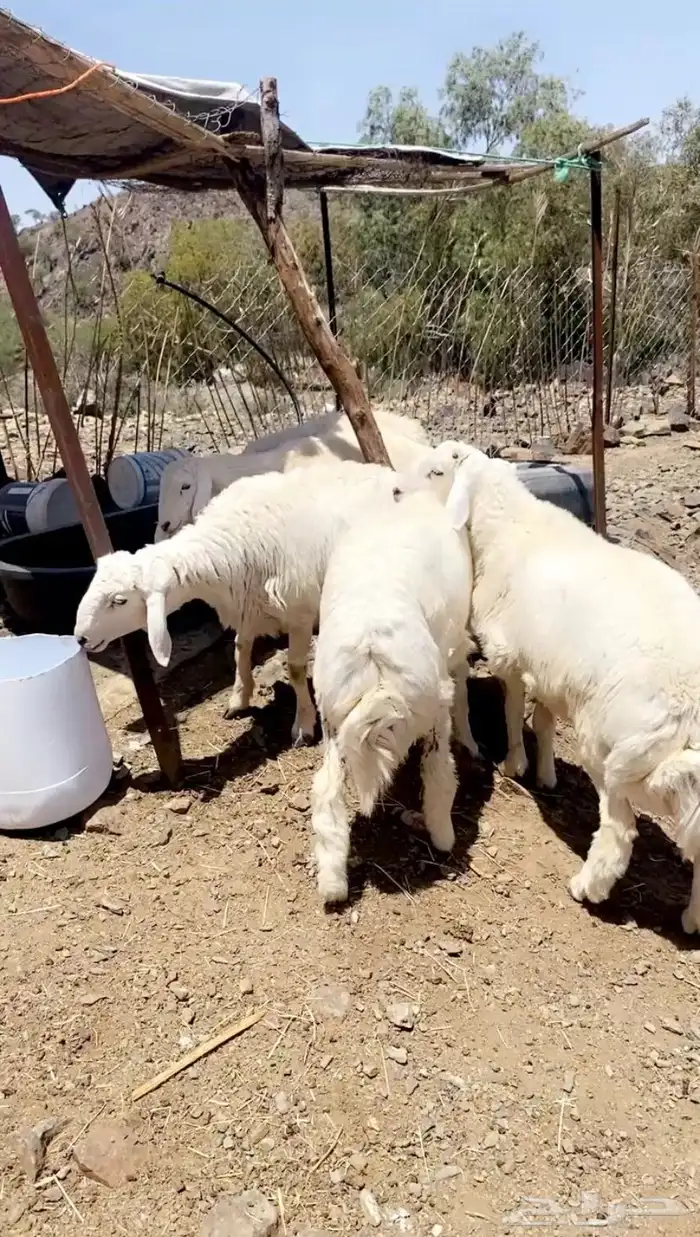 أفلح من ذكر الله 1