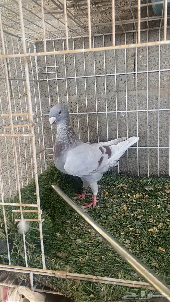 انثى هومر 0