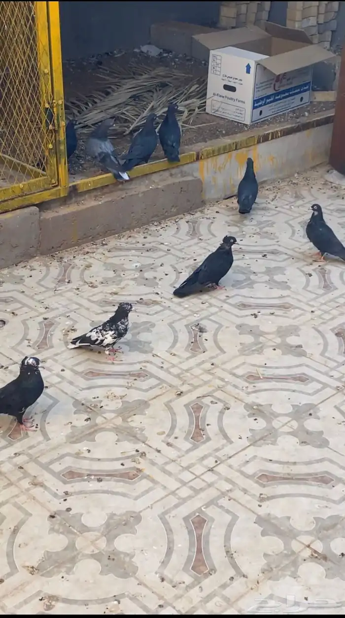 حمام قطايف للبيع 0