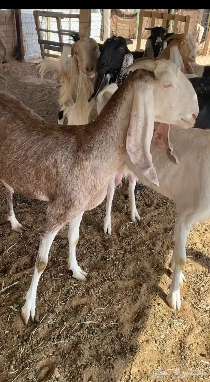 معزا مشاريك شبب عدد 10 معها 10 0