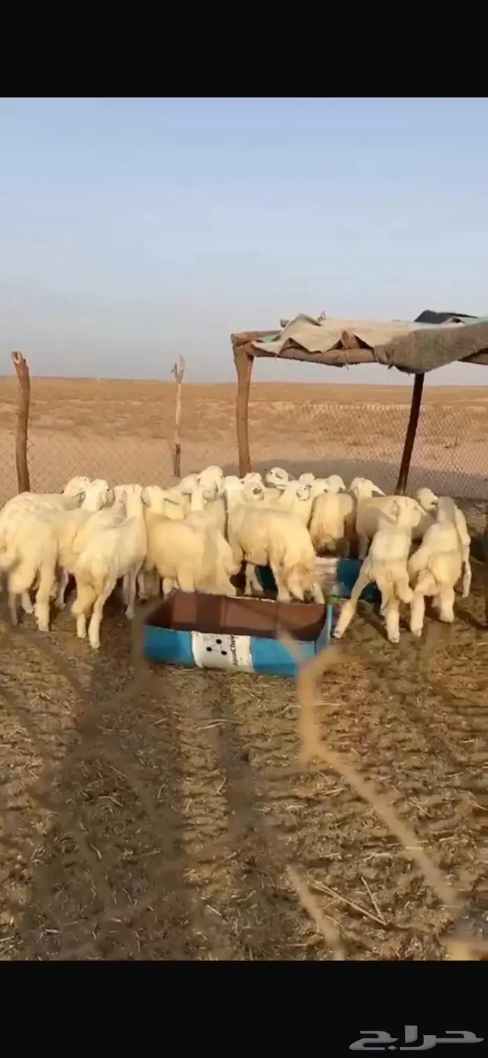 ذبائح حري فاخره الطليان 20 الرخال3 العمر حول 5شهور 1