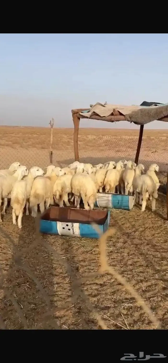 ذبائح حري فاخره الطليان 20 الرخال3 العمر حول 5شهور 0