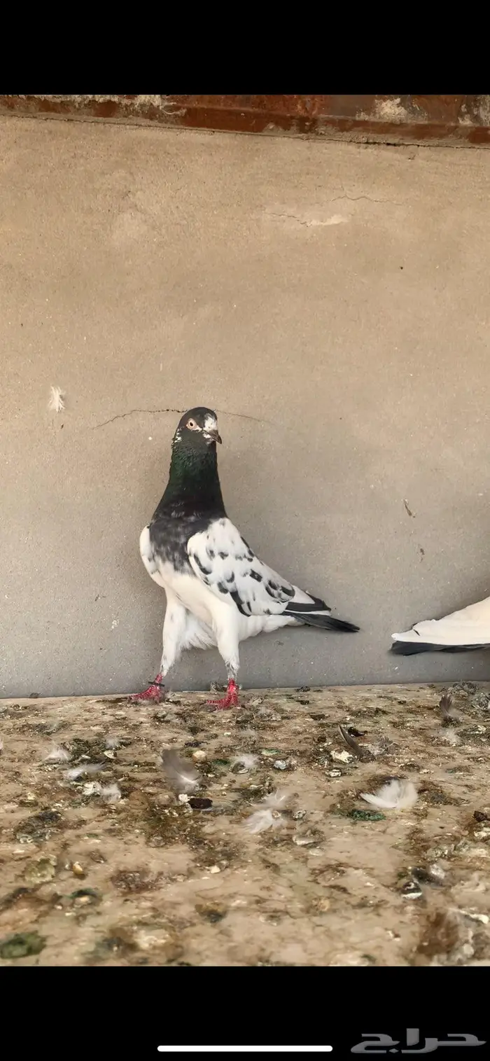 زوجين تبادي 0