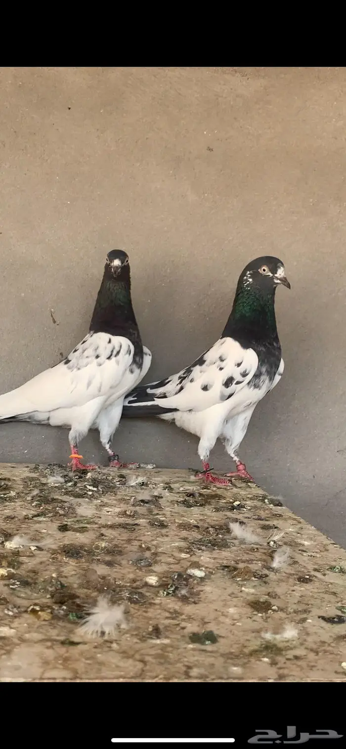 زوجين تبادي 2