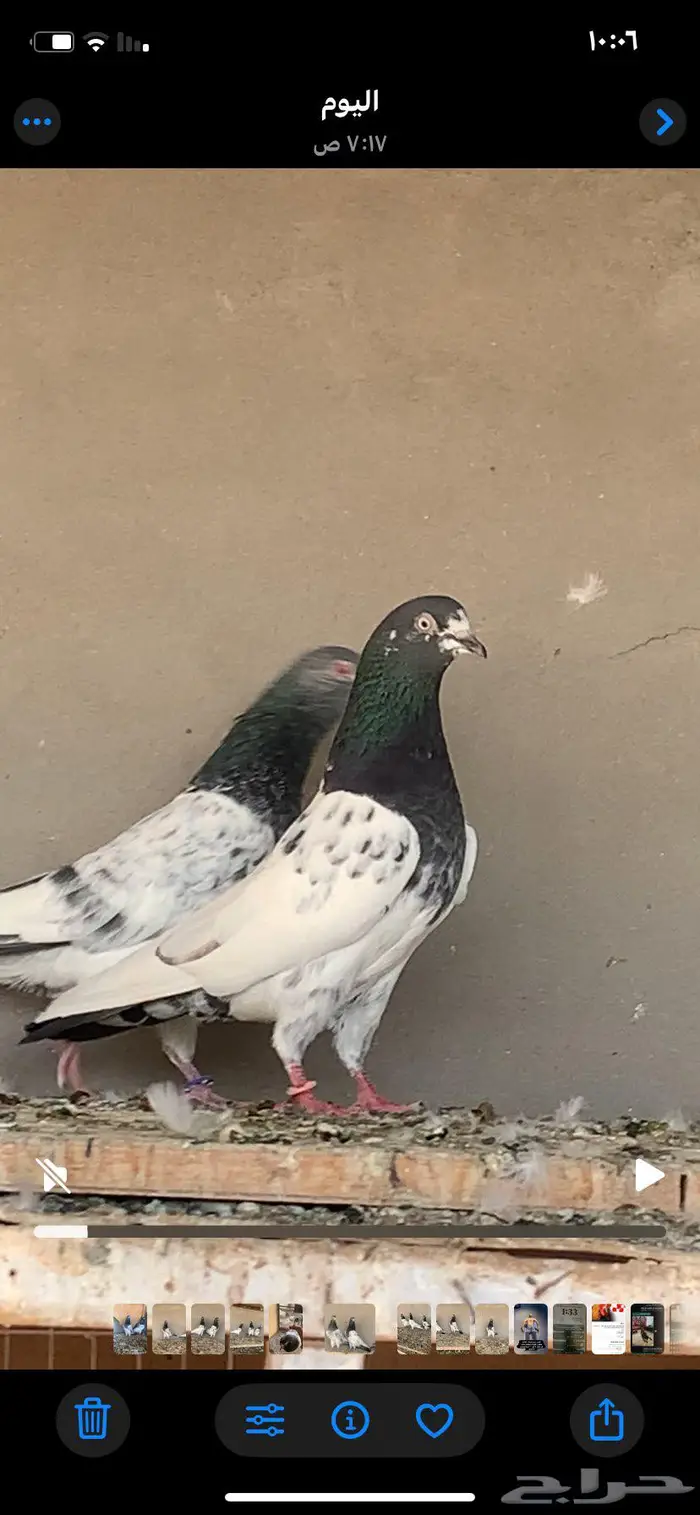 زوجين تبادي 4