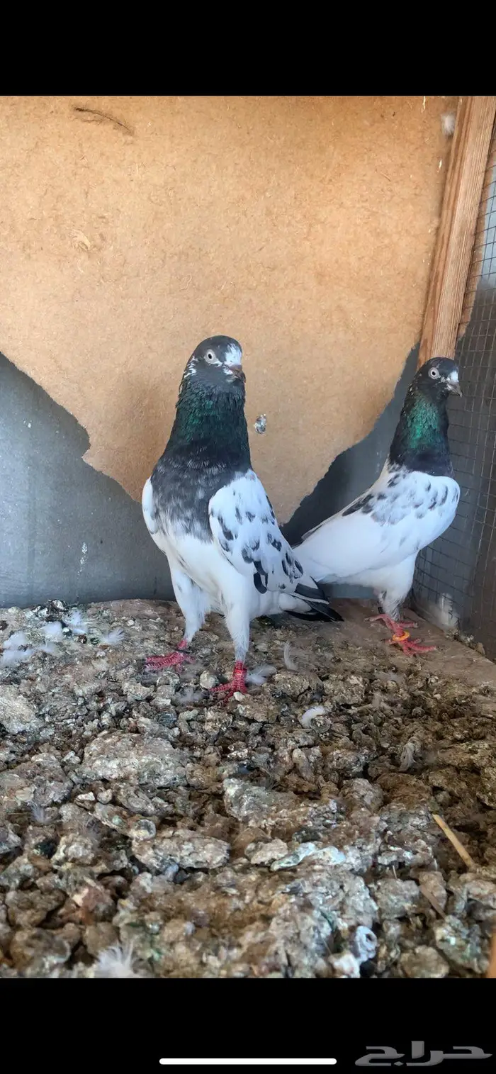 زوجين تبادي 3